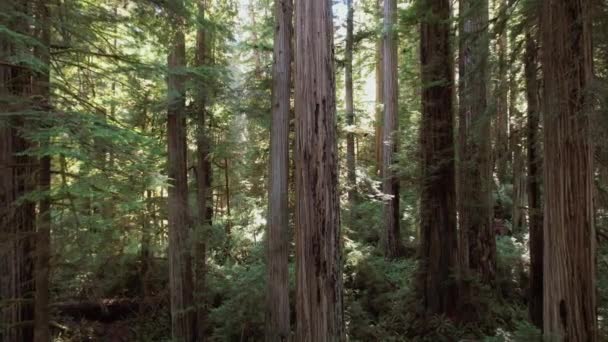 加利福尼亚红杉森林的空中景观 — 图库视频影像