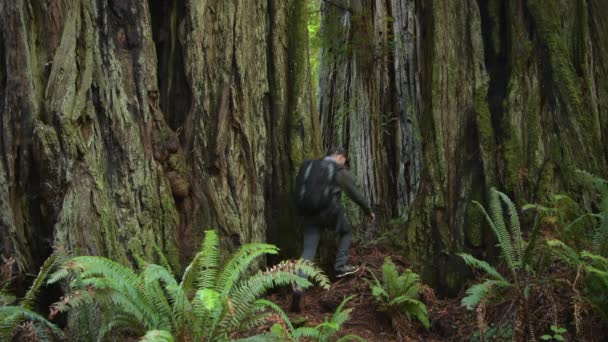 Antik Sekoya Ağaçları Arasında Sırt Çantalı Yürüyüşçü — Stok video