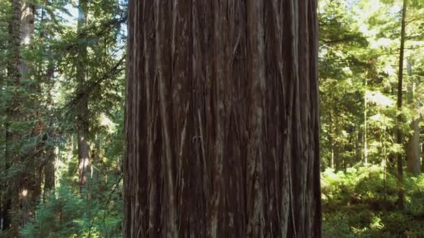 Aerial Close Large Ancient Redwood Tree — Stock Video