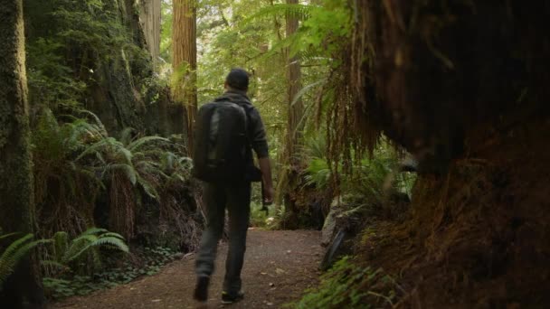 Senderista Redwood Forest Trail Norte California — Vídeo de stock