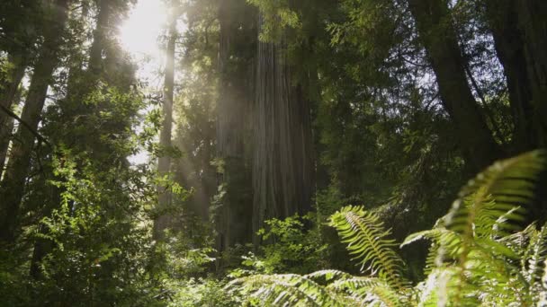 Zonnige Zomerdag Het Californische Redwood Forest — Stockvideo