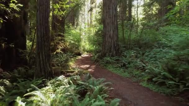 Scenic California Coastal Redwood Forest Trailhead — Stockvideo