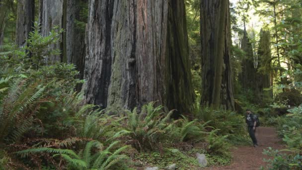 Wandelen Verkennen California Redwood Forest — Stockvideo