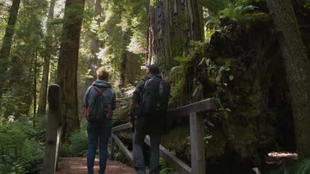 探索加利福尼亚红杉森林的旅行伴侣 — 图库视频影像