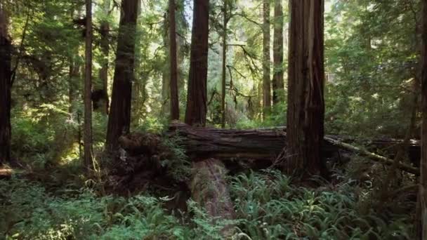 Noord Californië Ancient Redwood Forest — Stockvideo