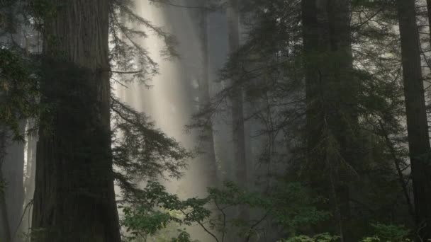 Scenic Morning Sunlight Het Redwood Forest — Stockvideo