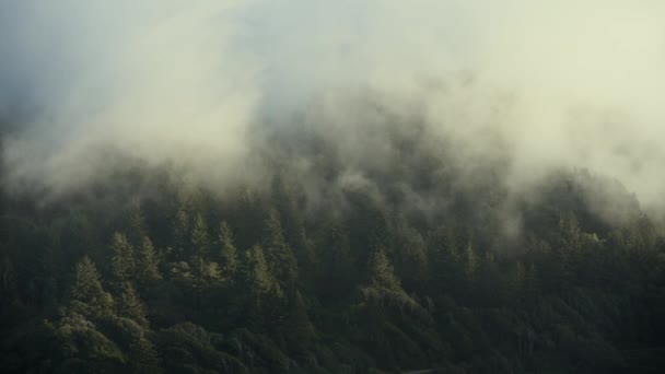 Niebla Costera Del Norte California Rodando Por Redwood Hills — Vídeo de stock