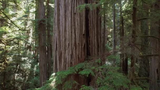 Norra Kalifornien Coastal Redwood Forest Trees Närbild Förenta Staterna — Stockvideo