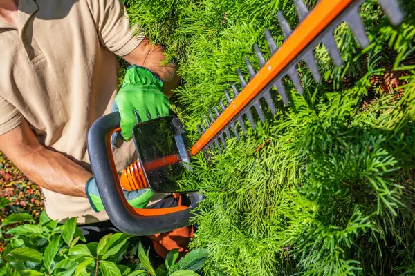 Garden Worker Shaping Thuja Cordless Electric Hedge Trimmer — Stock Photo, Image