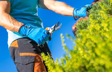 Ölü Yapraklar ve Dallar Kaldırılıyor. Ev Sahibi Bahçe Bakımı Yapıyor