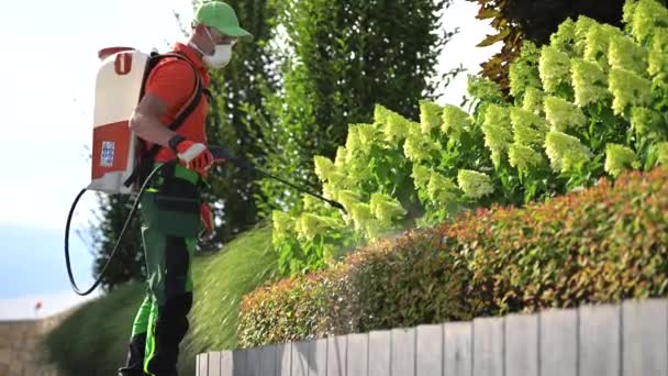 Garden Plants Spraying Insecticide Caucasian Gardener His 40S Gardening Industry — Stock Video