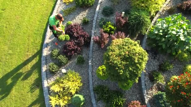 Καυκάσιος Κηπουρός Κουρεύει Νεκρά Κλαδιά Χρησιμοποιώντας Κλαδευτήρια Αεροφωτογραφία — Αρχείο Βίντεο