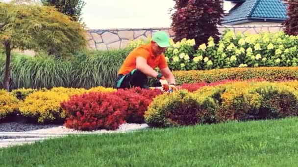 スプリングバックヤードメンテナンスを実行ヘッジトリーマーと彼の40代のプロの庭師の請負業者 — ストック動画