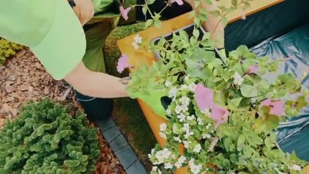Kaukasische Tuinman Zijn Veertiger Jaren Bloemen Planten Grote Houten Plantenbak — Stockvideo