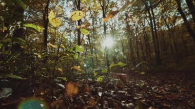 Altın Orman 'da Sunny Fall Sezon Günü. Sezonluk Doğa Teması.