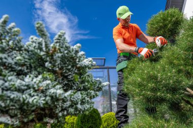 Arka bahçesine bakan bir adam Ağaçlar ve bitkiler