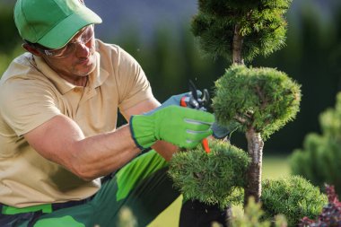 Kafkas Bahçesi İşçisi Dekoratif Bahçe Bitkilerini Kesiyor Secateurs Kullanarak