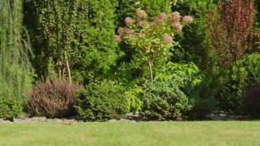 Farklı Bahçe Bitkileri Türleri Güneşin Altında Gelişiyor. Çalılar, Ağaçlar ve Çiçekler. Peyzaj Bahçe TemasıName.