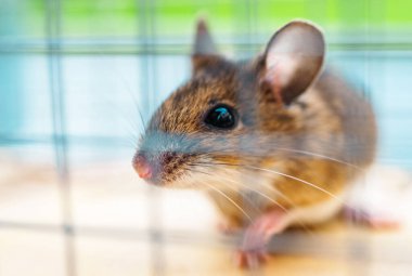 Kahverengi bir fare kafesin içine tünemiş, merakla etrafa bakıyor..