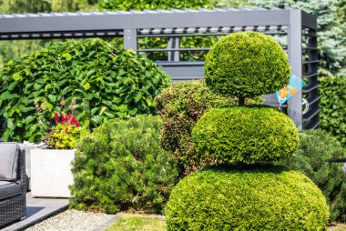 Derli toplu bir arka bahçede, üç yemyeşil yaprak katmanlı mükemmel budanmış çalı kuleleri. Yeşillik ve kırmızı çiçeklerin karışımıyla tamamlanan bahçe, manzara tasarımının sanatını sergiliyor..