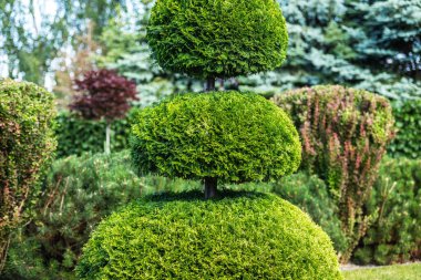 Bu resimde gür bir bahçede geniş, yeşil, katmanlı bir ağaç görülüyor. Ağaç titizlikle üç katmanlı budanmış, çarpıcı bir görsel etki yaratıyor..