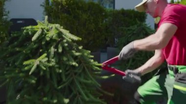 Profesyonel Bahçe İşçisi Arka Bahçedeki Evergreen Ağacı 'nı buduyor