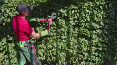 Güneşli bir günde bahçe düzenleyicisi Kırpma Çiti Makasla