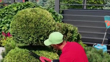 Arka Bahçedeki Bahçıvan Süsleme ve Şekillendirme Ağacı