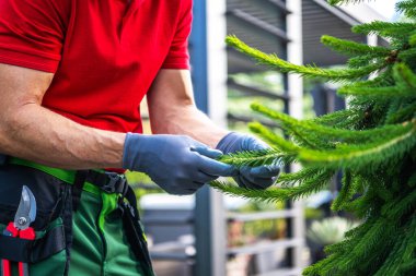 Bir bahçıvan canlı bir fidanlıkta yemyeşil dalları dikkatlice budar. Sahne, bitki bakımı ve bakımı için tutkulu bir yaklaşım sergileyen yemyeşil ve parlak bir atmosfere sahip..