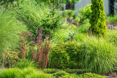Canlı bir bahçede çeşitli yemyeşil otlar ve renkli bitkiler sergilenir. Parlak güneş ışığı altında yeşillik gelişir ve manzarada huzurlu ve huzurlu bir atmosfer yaratır..