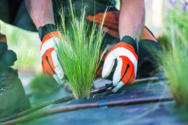 Bir bahçıvan bir konut bahçesine nazikçe çim fideleri ekiyor. Eldiven takarak kökleri dikkatlice toprağa yerleştirirler. Parlak yeşil filizler, açık havada sağlıklı bir yaşam yaratmak için gösterilen ilgiyi gösteren karanlık toprağa karşı dururlar.