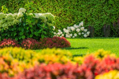 A lush garden showcases an array of vibrant flowers in full bloom, including white hydrangeas and colorful shrubs. The greenery thrives under bright sunlight, creating a picturesque setting perfect for relaxation and enjoying nature's beauty. clipart