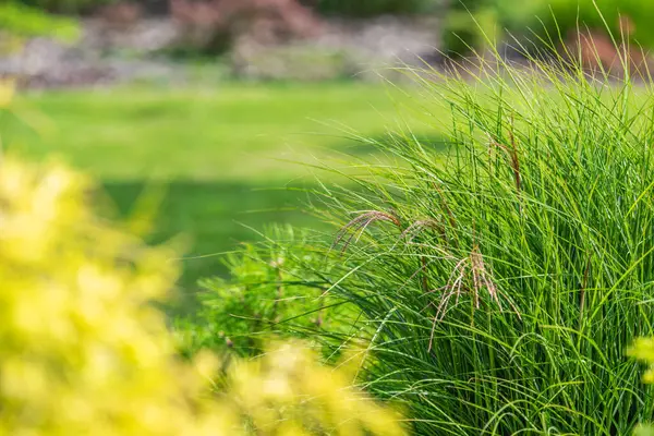 stock image Delicate blades of green grass sway gently in a serene garden setting filled with vibrant foliage. The lush greenery showcases the beauty of early spring, highlighting the fresh growth and promise of the season.