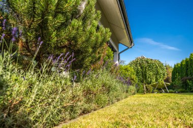 Lavanta ve çam bitkileriyle dolu canlı bir bahçe açık mavi gökyüzünün altında güneşli bir evin yanında uzanır..