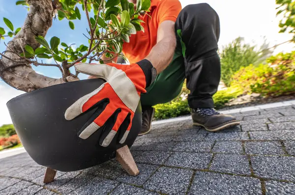 stock image A gardener wearing orange gloves is carefully moving a bonsai tree in a modern pot, surrounded by lush greenery and walkways.