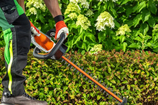 stock image A gardener uses an electric pruner to meticulously trim hedges in a vibrant garden filled with greenery and flowers.