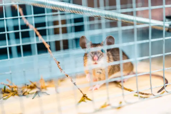 stock image A small brown mouse sits in a live trap, exploring its surroundings amid green leaves and twigs.