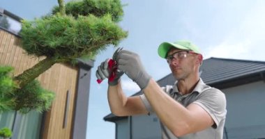 Bir uzmanın bonsai ağacında dikkatlice budama tekniklerini gösterişini izleyin..