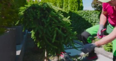 Bir bahçıvan, güneşli bir günde bahçedeki çitleri ustalıkla buduyor. Yetenekli peyzaj tekniklerini sergiliyor..