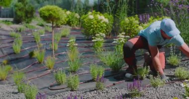 Bir bahçe uzmanı güneşli bir günde güzel düzenlenmiş bir açık alanda çeşitli bitkilerle dikkatlice ilgilenir. Damlama sulama sistemi oluşturuluyor.