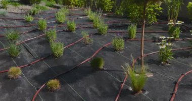 Çeşitli bitkilerle dolu bir konut bahçesinde damlaları sulayarak verimli ekme yöntemlerini gözlemleyin.