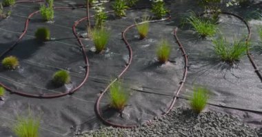 Tesislerin su verimliliğini artırmak için konut bahçesine yeni bir damlatma sistemi kuruluyor..