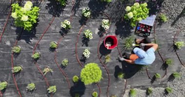 Bir bahçıvan, parlak güneş ışığı altında bir bahçe yatağında damlalık sulama sistemi kurarken çiçek yetiştirir..