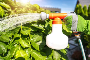 Bahçıvanın biri, parlak güneş ışığı altında yemyeşil bir bahçedeki bitkileri sulamak için sprey kullanıyor..