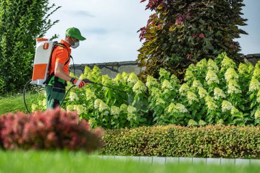 Koruyucu giysili bir bahçıvan çiçek açan ortancalara böcek ilacı sıkar ve bitkilerin iyi korunmuş bir bahçede sağlıklı kalmasını sağlar..