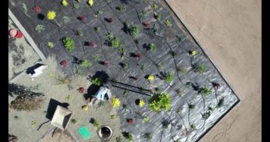 Bir çöl bahçesi projesinin hava görüntüsü desenli bitki sıralarını, sulama sistemini ve çevresindeki manzarayı gösteriyor..