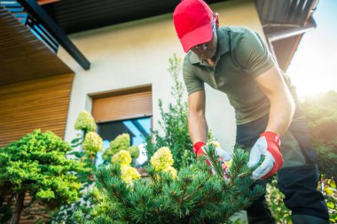 Eldivenli ve kırmızı şapkalı bir bahçıvan, açık gökyüzünün altındaki güzel manzaralı bir bahçedeki genç bir çam ağacını dikkatlice buduyor..