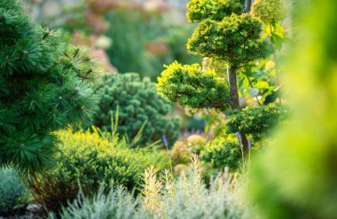 Canlı bir bahçe, parlak güneş ışığıyla aydınlatılan yemyeşil bitki ve ağaçlardan oluşan bir dizi sergiler. Rahatlamak için mükemmel sakin bir atmosfer yaratırlar..