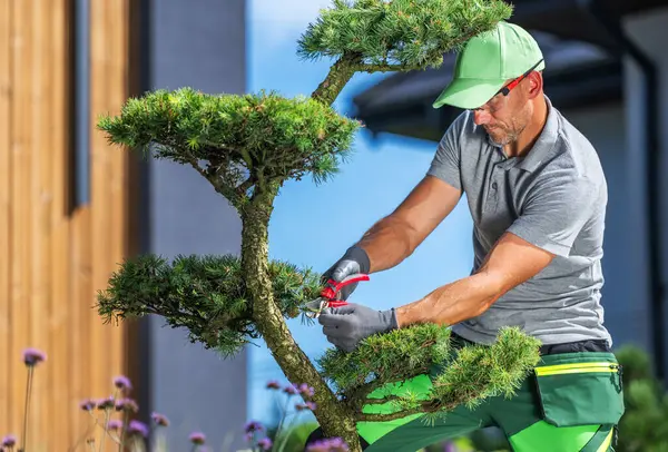 Yetenekli bir bahçıvan, verimli bir bonsai ağacını dikkatlice budar. Güzel bir bahçe ortamında güzel havanın tadını çıkarırken şeklini korur..