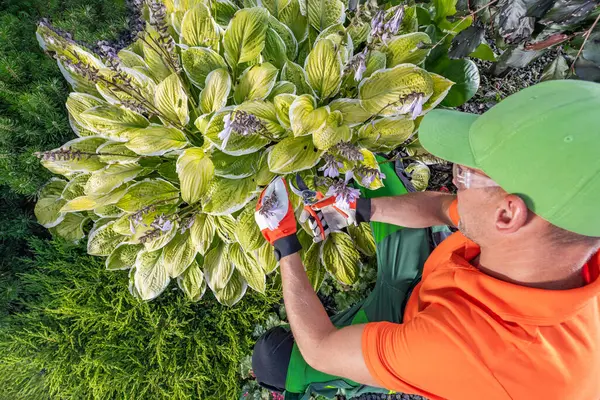 Stock image A skilled gardener tends to vibrant hosta plants, carefully pruning them amidst a lush garden filled with greenery under bright sunlight.